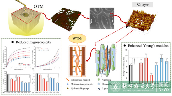 20240531材料学院科研团队在木材细胞壁阻湿、增强改性领域取得新进展.jpg